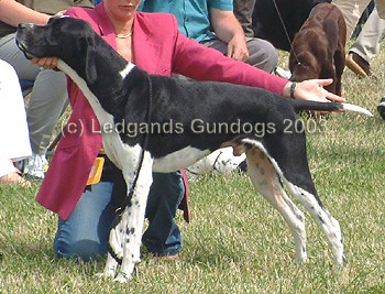 3rd Open Dog
